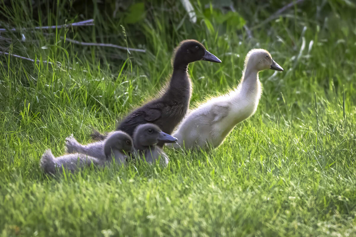 Wayward Indian runner ducks at Billy Frank Jr. National Wildlife Refuge last week.