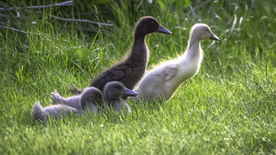 Ducks dumped at Nisqually refuge caused a quandary. Local birders to the rescue!