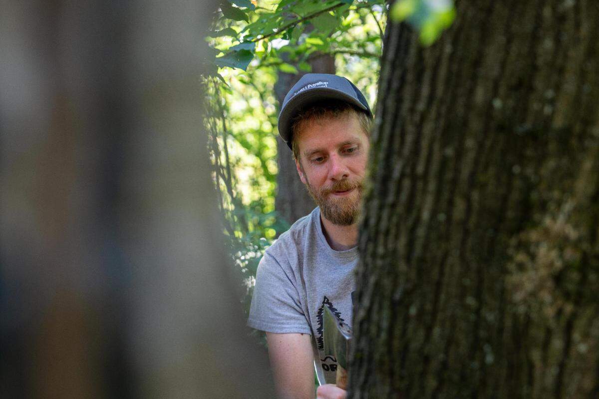 Joe Hulbert takes a sample from a big leaf maple that has been infected by Sooty Bark Disease on Monday, July 11, at Franklin Park in Tacoma. He takes samples to test to understand how the fungus affects trees.