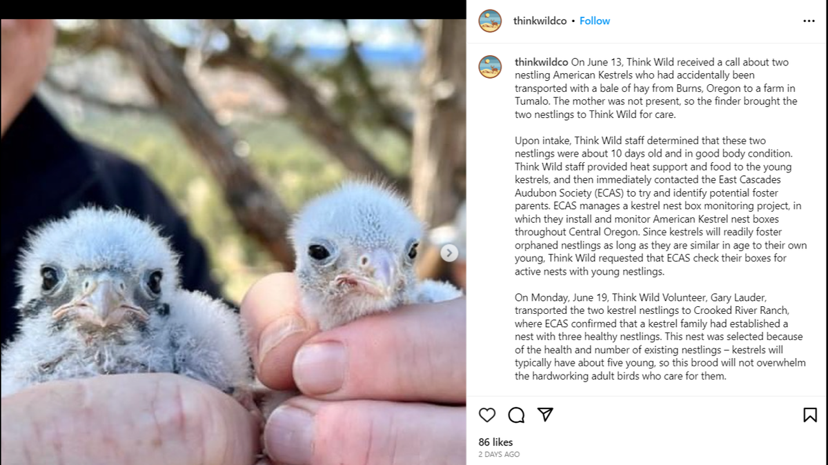 A pair of falcon chicks have found a new home after accidentally hitching a ride to an Oregon farm over 100 miles away, according to a nonprofit. 