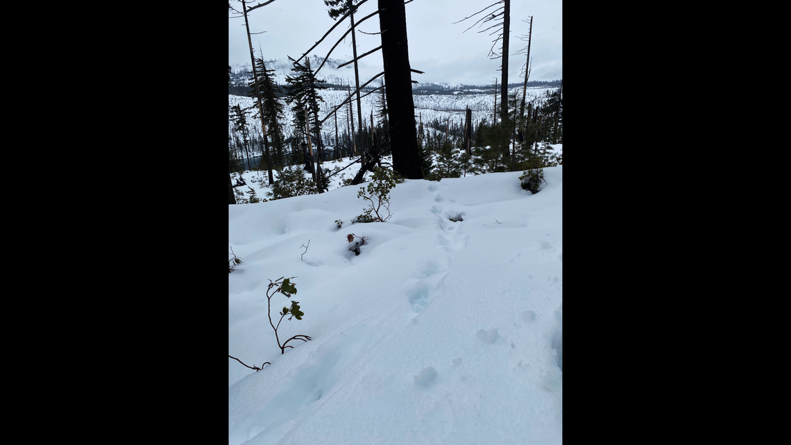 A rare creature was spotted running across Highway 20 near Oregon’s Santiam Pass on April 6. Wildlife officials confirmed the tracks belonged to the animal.