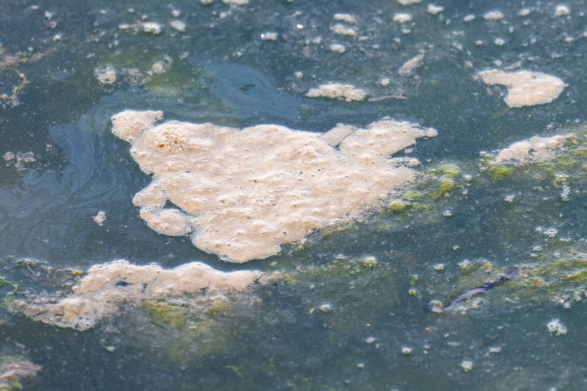 A brownish-colored foam floats on the water near Skansie Park in Gig Harbor on Wednesday, Oct. 12, 2022. Based on conversations with Harbor WildWatch, the city believes piles of this foam are a result of decaying organic material, often times identified as bacteria or algal blooms (algae).