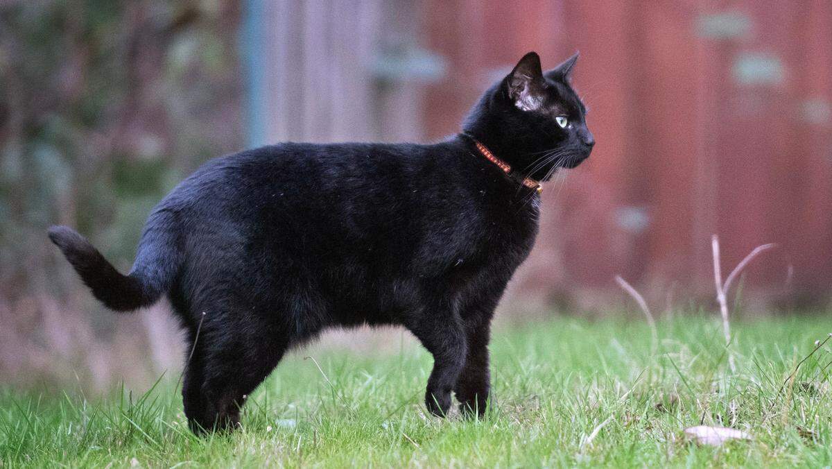 Coalie the cat heads out from his home in Tacoma, Washington, on Tuesday, Feb. 20, 2024. Coalie was reunited with his family after being missing for more than three years when he was found on the Key Peninsula.