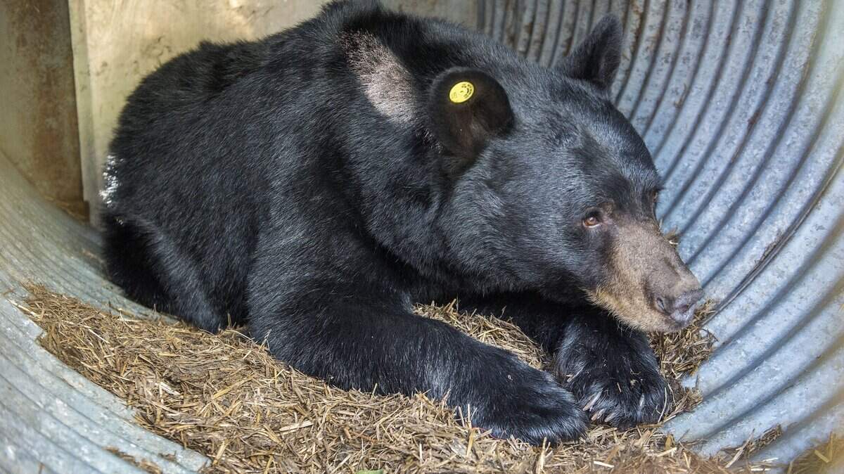 Photo shows a black bear captured in Washington. There have been increased sightings of bears in Lake Tahoe with four reported break-ins over a two-day period. Officials recommend residents to not leave food out.