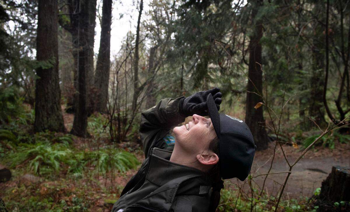 Park Ranger Shawn Douty looks up at an old-growth tree at Kopachuck State Park in Gig Harbor, Washington, on Thursday, Jan. 6, 2022. The near-old-growth forest is one of the public’s favorite features of the park, Douty said.