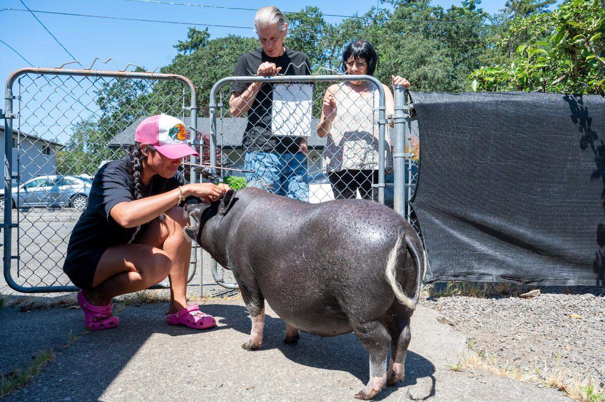 Jenessa Johnson, left, pets Pumba, her pet potbellied pig, in Johnson’s back yard as neighbors Darrell, center, and Diana Fullerton watch from the other side of the fence on Wednesday, July 16, 2025, in Tacoma.