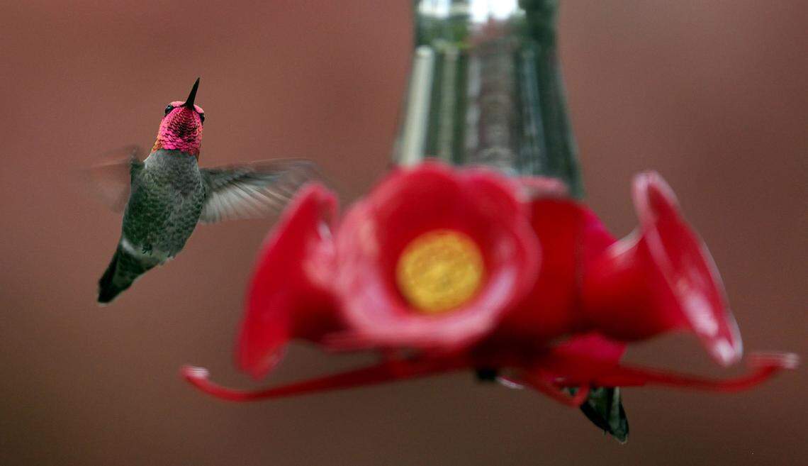 Dodging frequent rain drops a male hummingbird makes her approach to a feeder in an east Thurston county backyard May 5th.