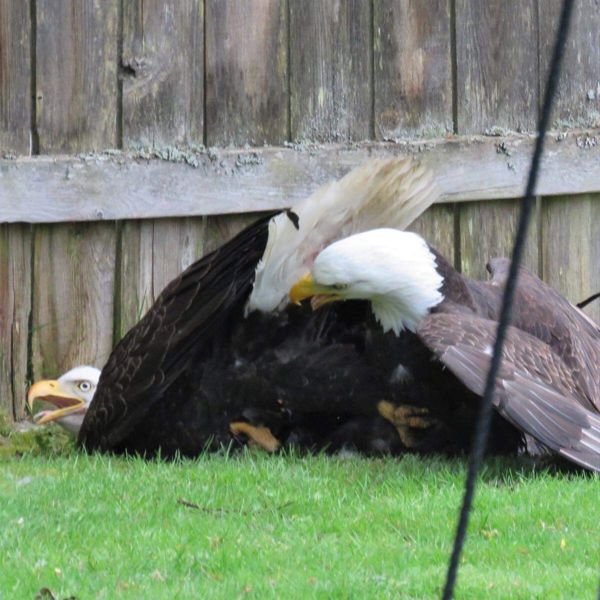 Two bald eagles were caught on camera fighting in a Seattle yard on May 1, 2022. The birds fell from a tree and locked talons while they brawled for hours.