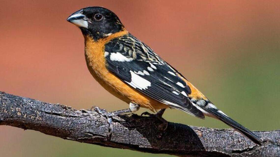 Some tips for getting a close look now that most birds are back for summer