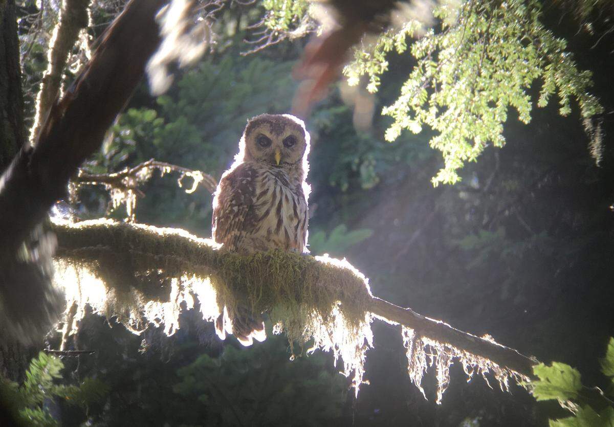 A barred owl photographed through binoculars at the Mount St. Helens National Volcanic Monument.
