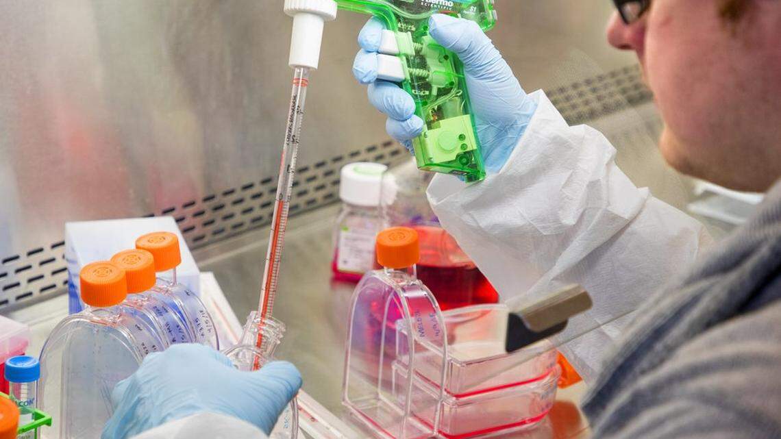 Marcus Lindberg, a technician in Dr. Aude Chapuis’ lab at the Fred Hutchinson Cancer Research Center, adds growth media to keep cancer cells growing. Chapuis and other members of veteran Hutch cancer fighter Dr. Phil Greenberg’s research team are on the cutting edge of “adoptive cell transfer” immunotherapies, which have shown astonishing results against blood cancers in ongoing clinical trials.