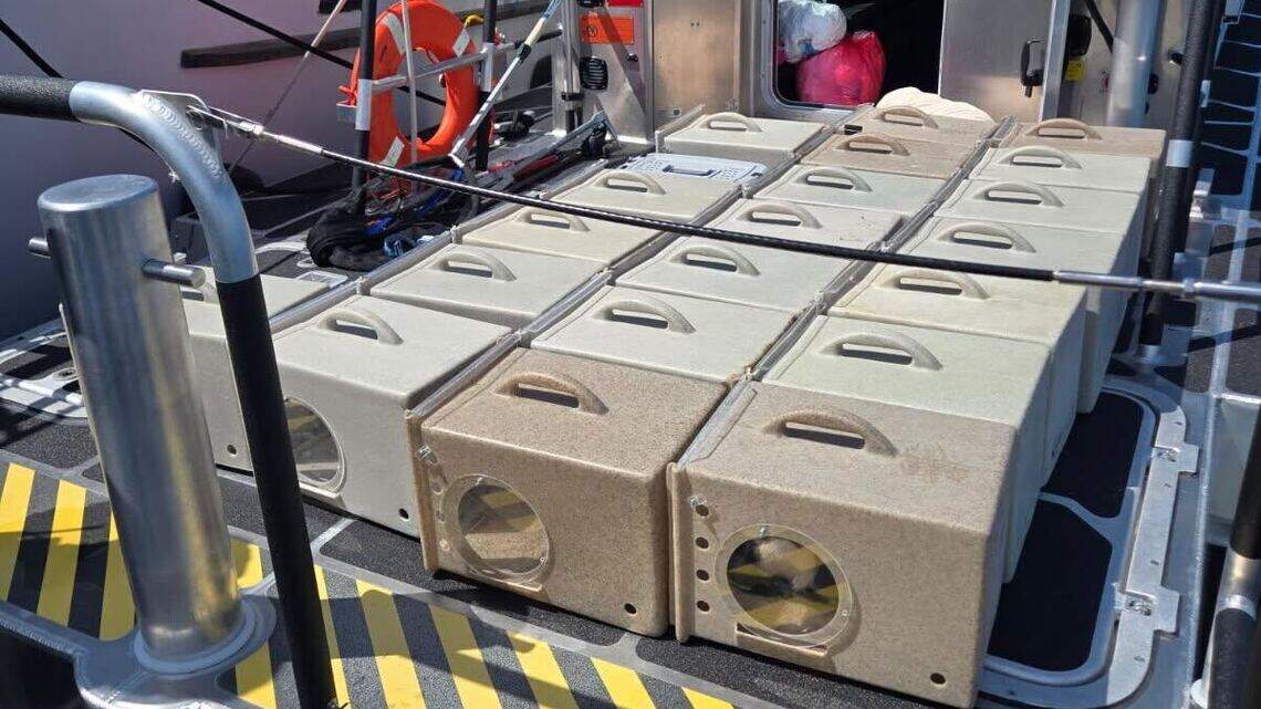 More than 60 cats removed from abandoned boat in Tacoma, police say