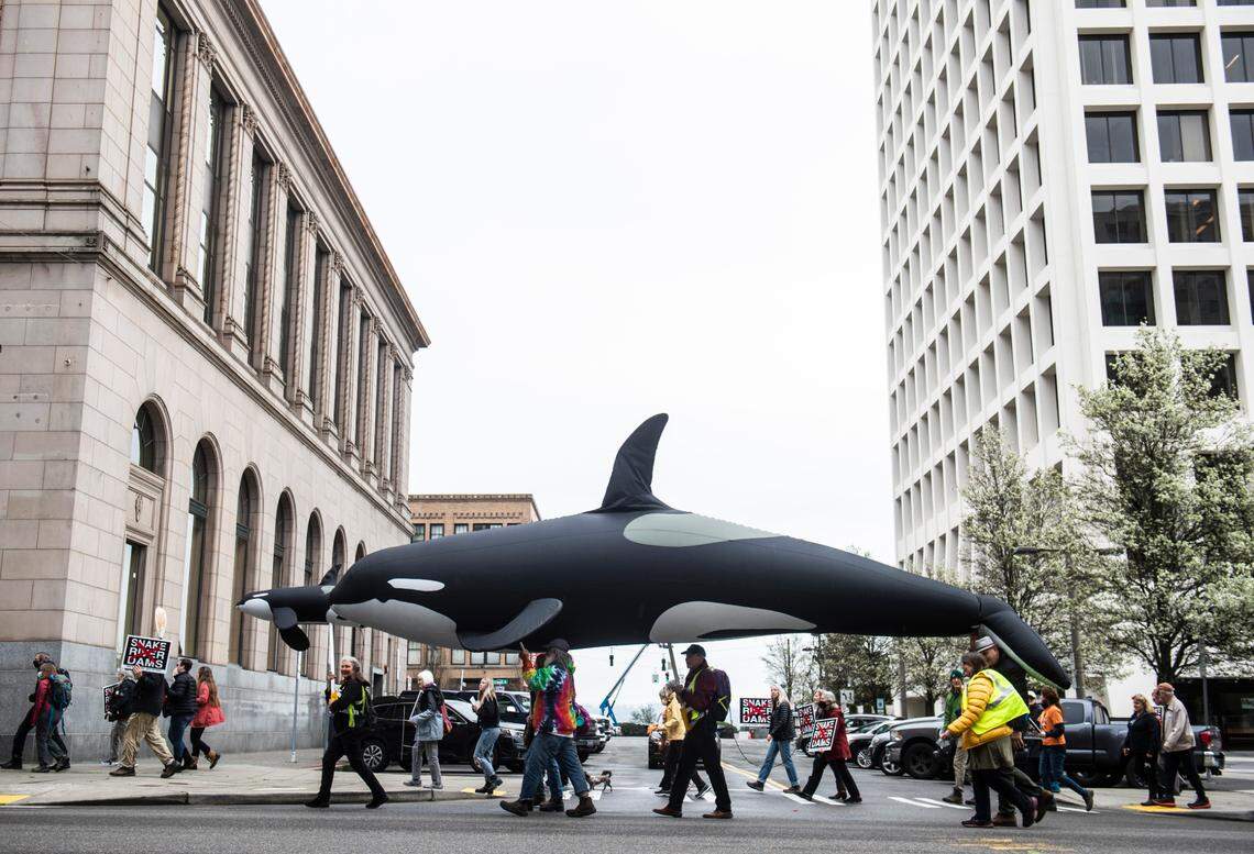 Protestors in Tacoma, carrying an inflatable orca march through downtown in March 2022, to advocate removing the Snake River dams. They blame the dams for harming chinook salmon that orcas feed on.