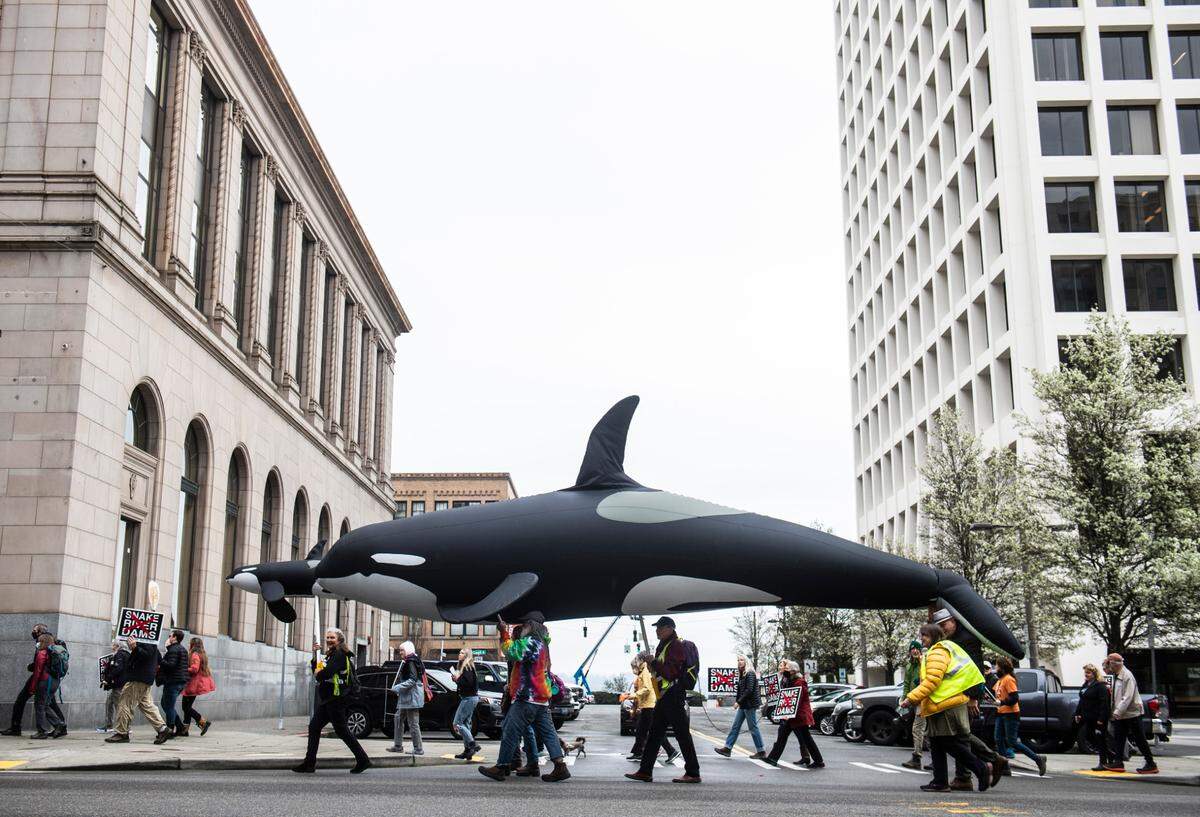 Protestors carrying an inflatable orca march in 2022 through downtown Tacoma to advocate for the removal of the Snake River dams.