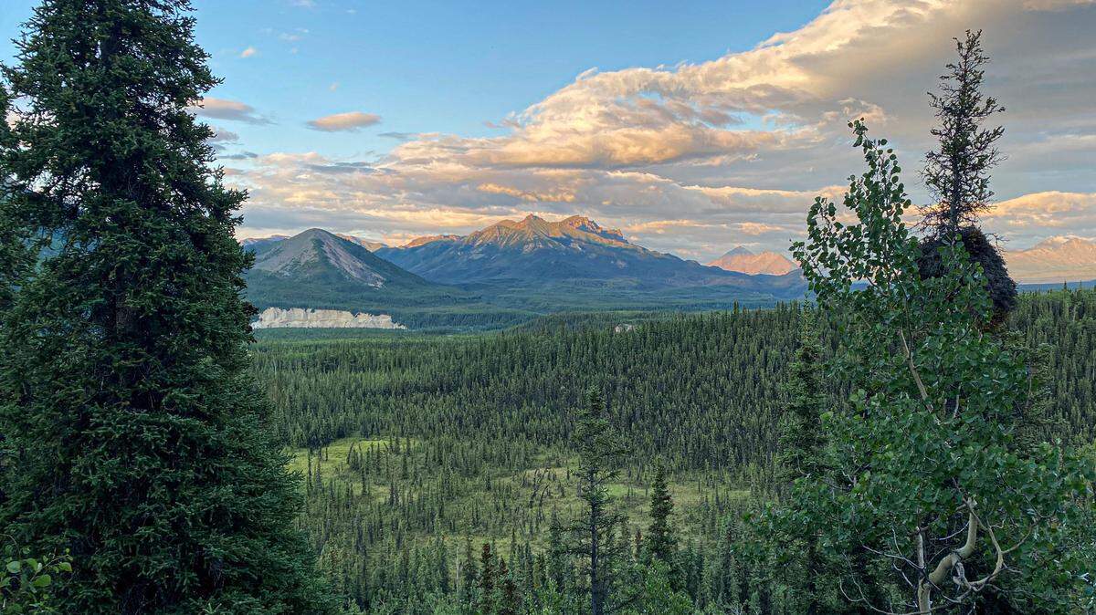 A grizzly bear was spotted along Denali Park Road in Denali National Park and Preserve.