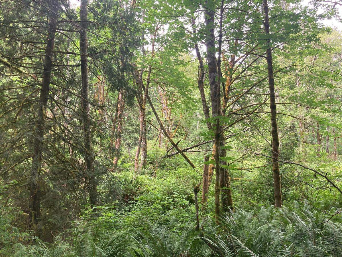 The city of Gig Harbor purchased 11.41 acres of undeveloped land on Aug. 28, 2024 to add to the txʷaalqəł Conservation Area or North Creek Salmon Heritage Site in Gig Harbor.