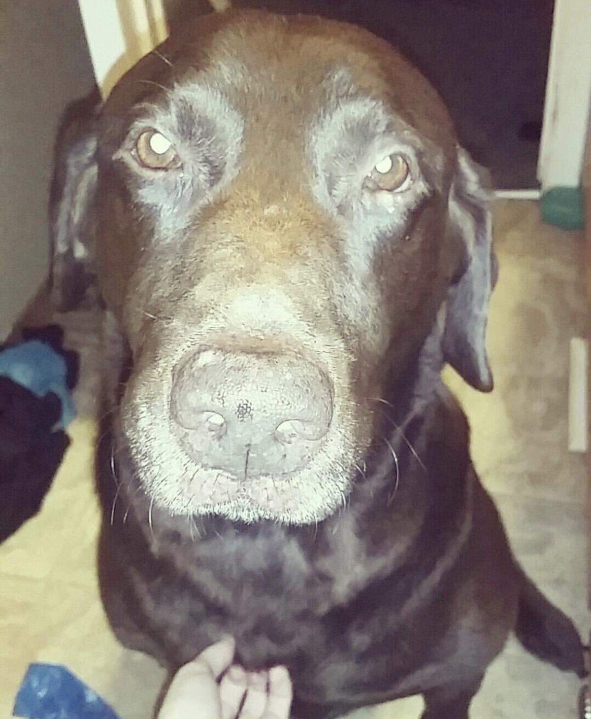 Hershey