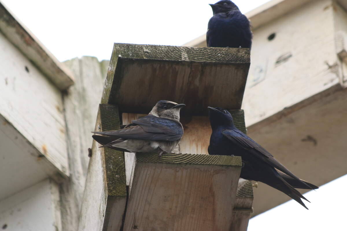 Female and male purple martins outside nesting boxes at Titlow Park in Tacoma. 