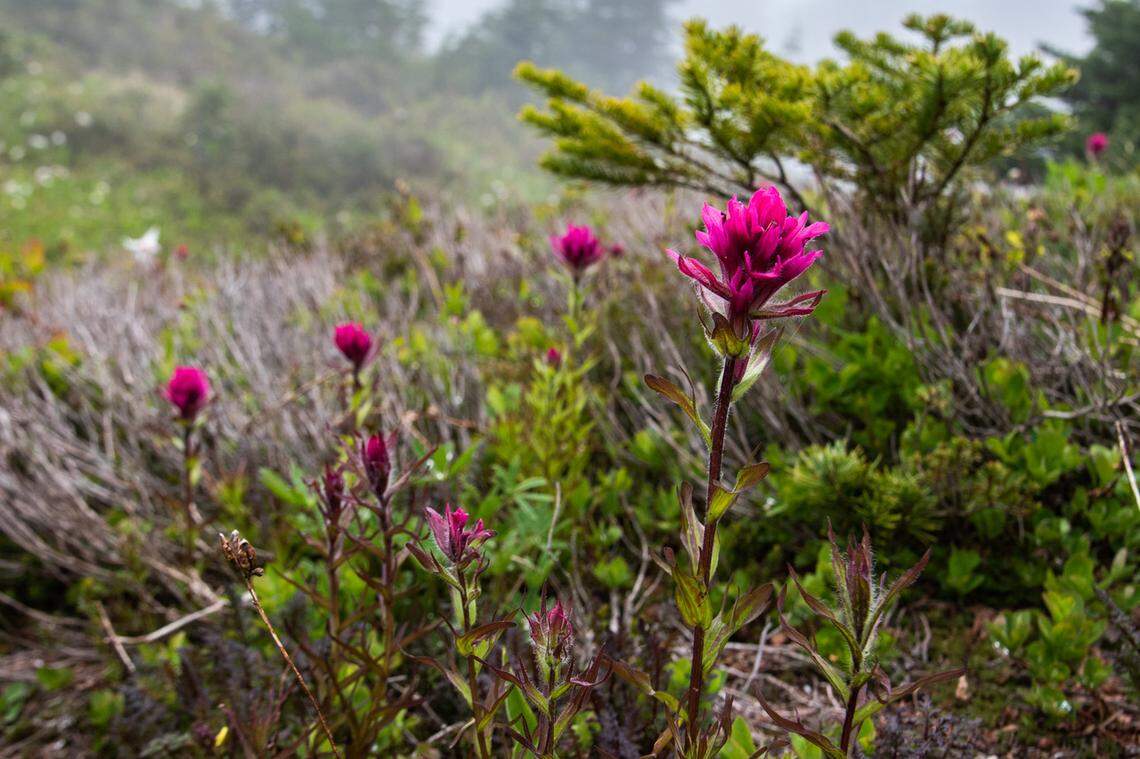 Indian paintbrush near Summit Lake.