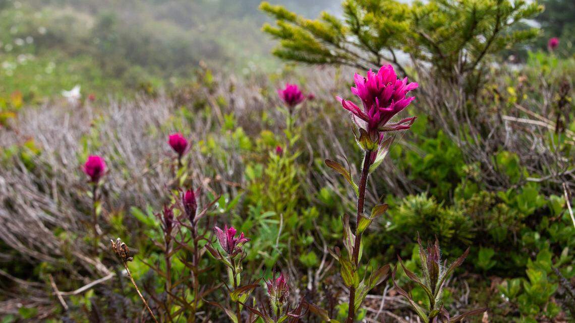 Looking for early spring WA wildflowers? Here’s where to find them