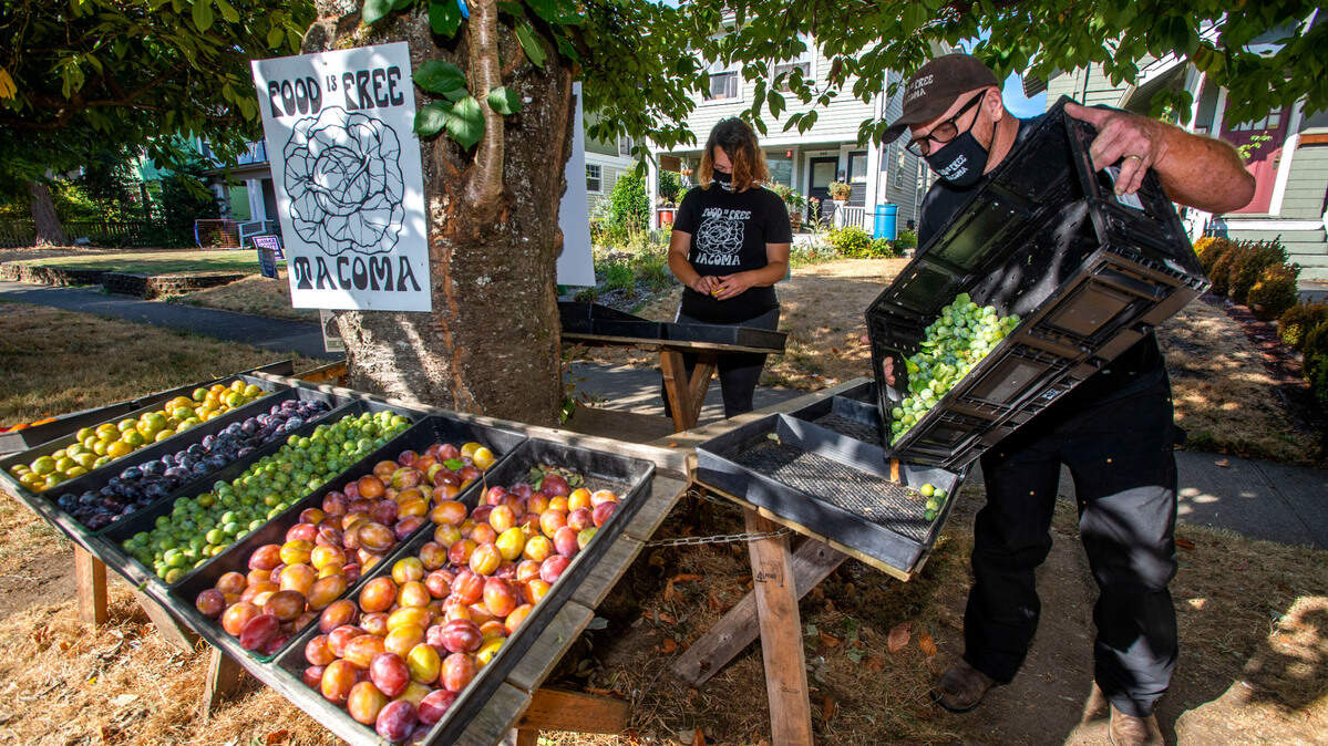Ursula Thompson and her husband David replenish their free food distribution site on Friday, Sept. 3, 2021, with fresh fruit gleaned from local orchards. The couple runs the Food is Free Tacoma project and is being forced to look for a new location because Ursula’s landlord has asked her to cut down on the amount of food distributed outside her rental property on S. Sheridan Ave in Tacoma.