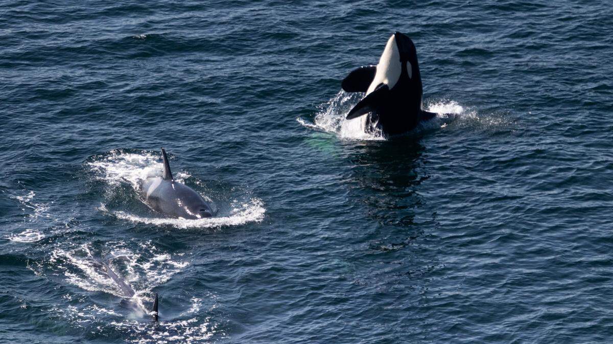 A Southern Resident orca splashes in the water under the Tacoma Narrows Bridge on Saturday, Sept. 20, 2025.