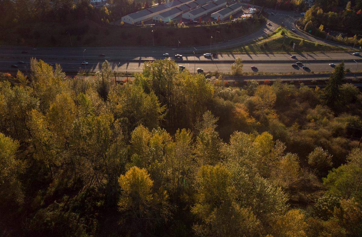 A swath of forest behind the Metro Parks office is being cleared by volunteers to make room for disc golf course, on Tuesday, Oct. 22, 2024, in Tacoma.
