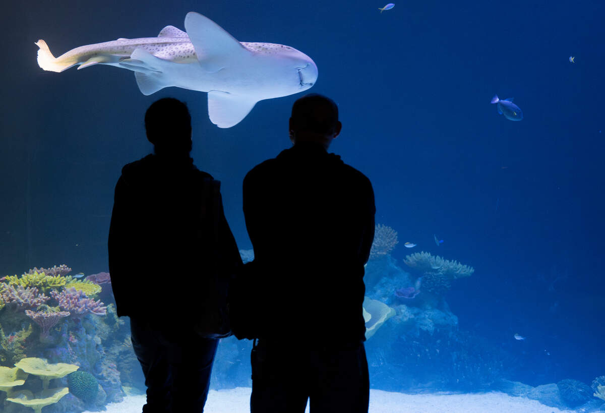 People watch as a shark swims past at the newly reopened South Pacific Aquarium in the Point Defiance Zoo & Aquarium on Monday, June 10, 2024, in Tacoma.