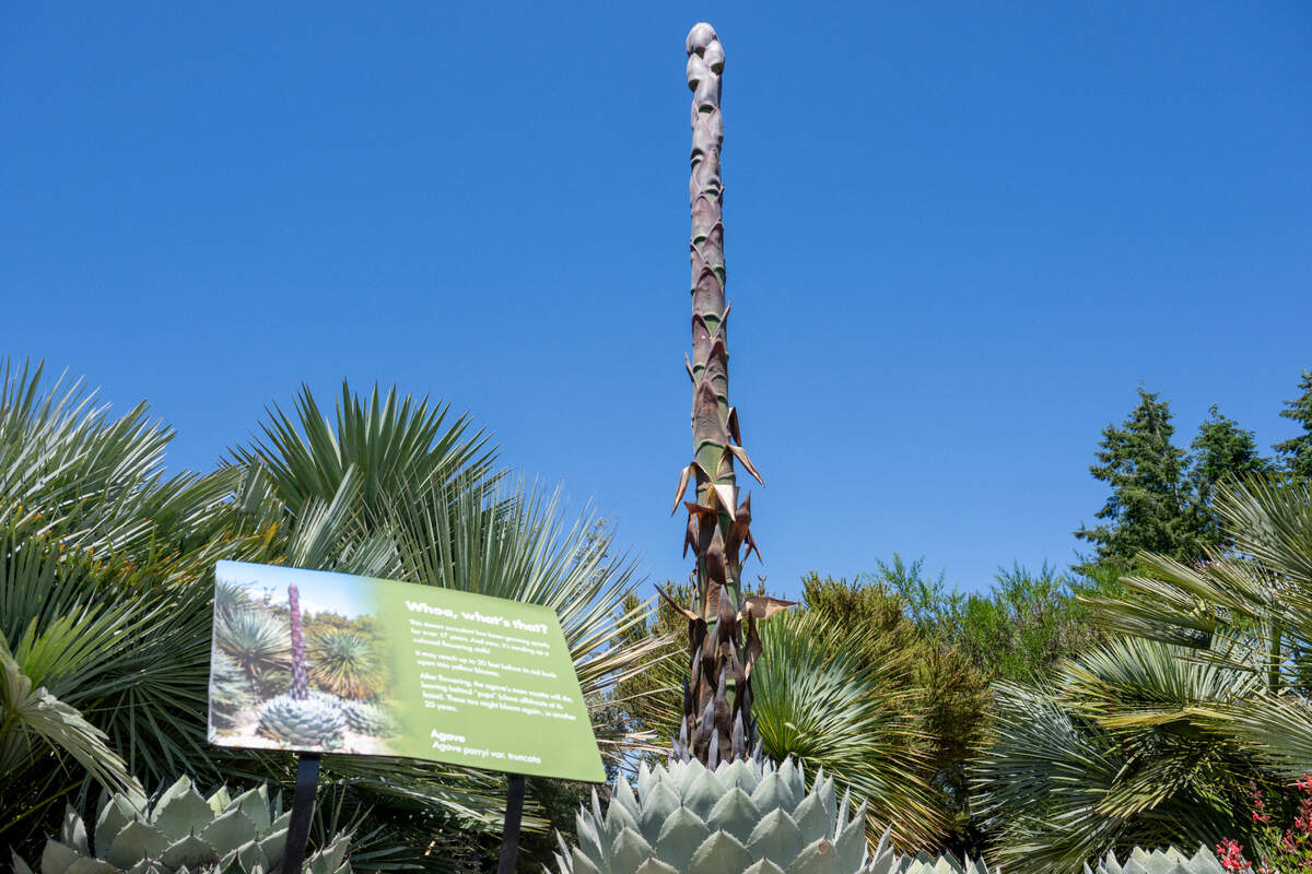 The stalk of an Agave parryi var. truncata, more commonly known as the Artichoke Agave, grows high above the other plants in the desert plant collection at the Point Defiance Zoo & Aquarium on Thursday, May 29, 2025, in Tacoma, Wash.