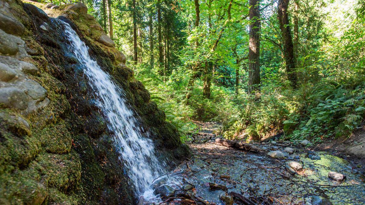 Water rushes down the side of slope in Wildwood Park in Puyallup. Those who have jobs helping with wildlife conservation may have the opportunity to visit lush locations like this for their work.