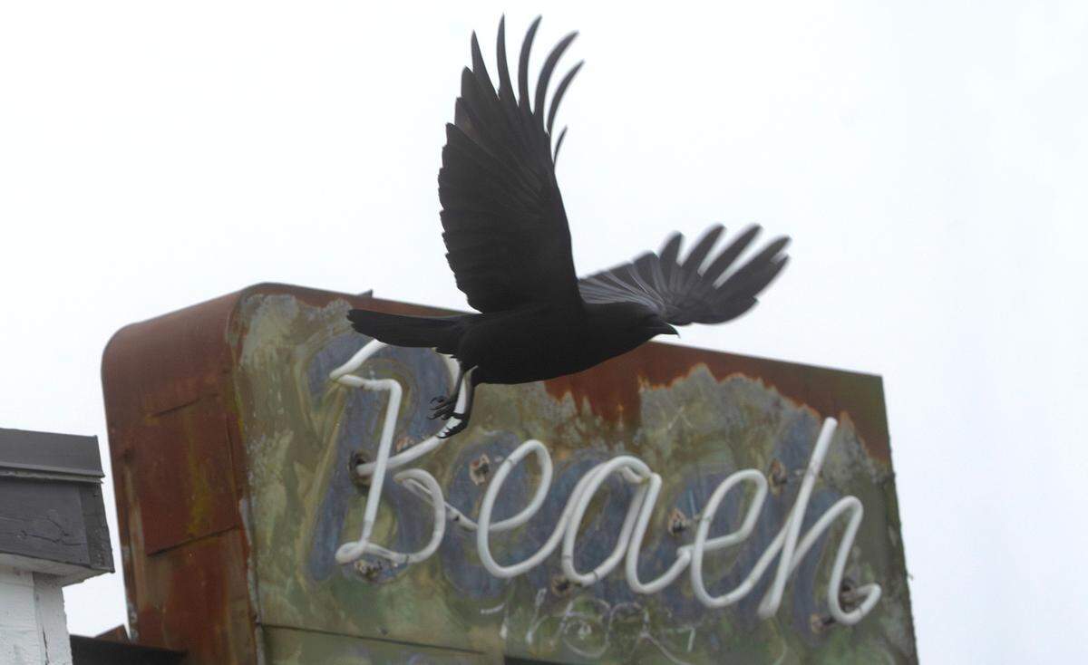 A crow takes off from a rooftop at Titlow Beach in Tacoma, Washington, on Jan. 15, 2025.