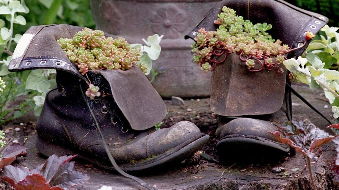 7 tips for success with sedums and succulents and the rainy Northwest