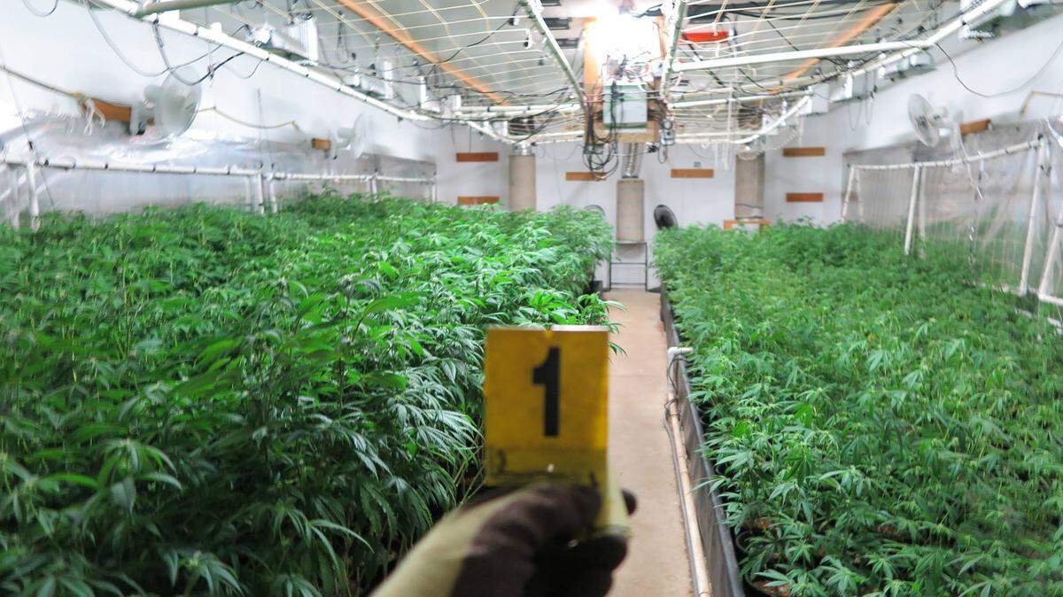 A Pierce County Sheriff's deputy found 2,800 pot plants when he searched a shed between Graham and Eatonville this week.