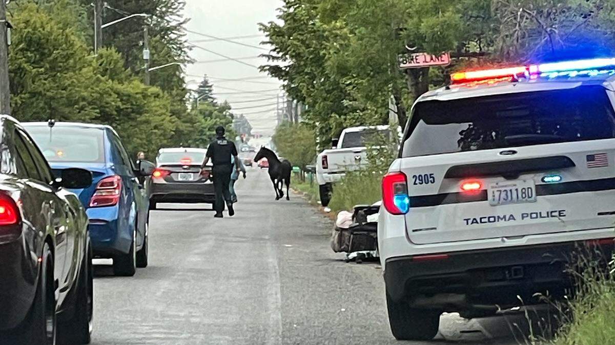 Tacoma Police Department officers helped wrangle 10 escaped horses Wednesday morning in the city's South End. Police said the commotion caused some traffic backups on McKinley Avenue.