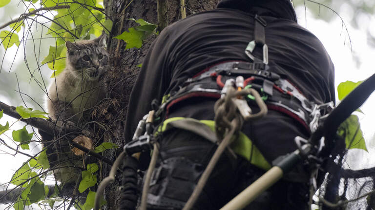 Cat stuck in a tree in Pierce County? These guys will come and rescue it