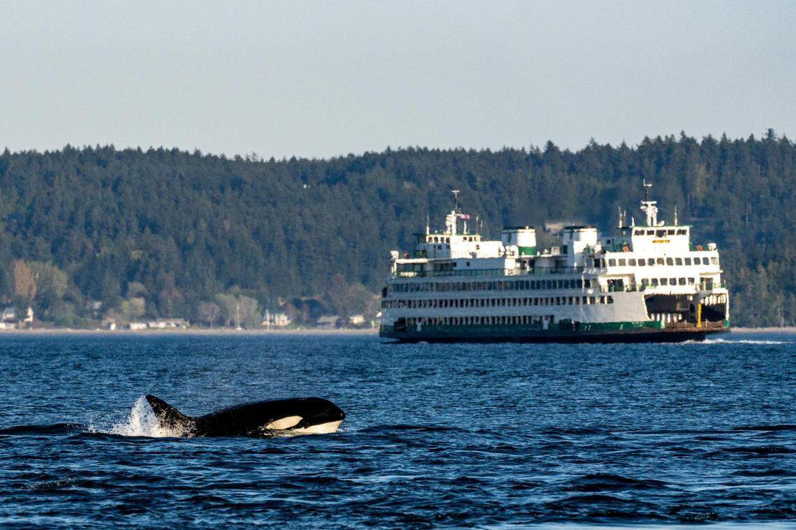 Bigg’s killer whale breaches the surface in the Salish Sea near a Washington State Ferry.