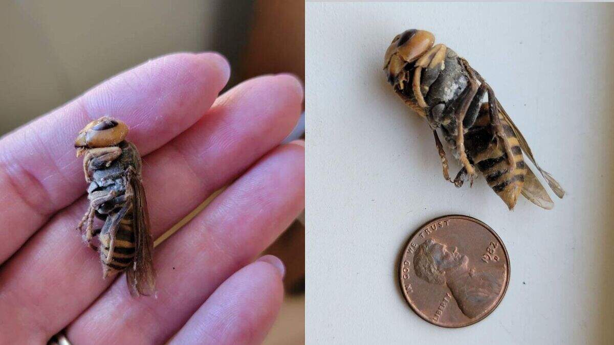The northern giant hornet, native to Asia, has a body length up to 2 inches long. It is the largest hornet in the world, according to the U.S. Department of Agriculture.