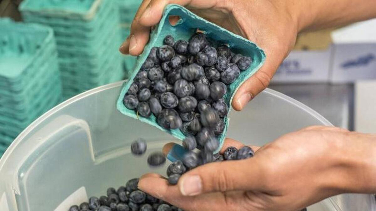 Albert McMurry, the founder of Reverand Al’s Bona Fide Potents, sorts fresh blueberries in the process of making a batch of “The Purple One,” a blueberry- and floral-flavored shrub.