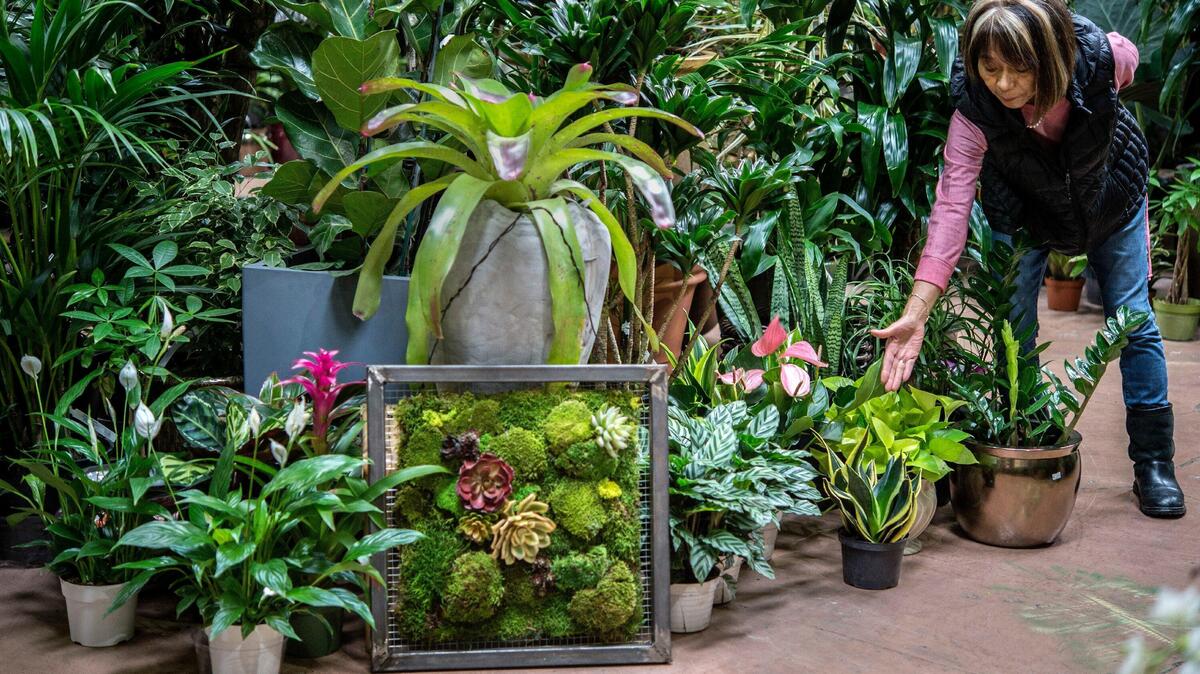 Kifumi Keppler, owner of Exotic Plants shows off some of her easy plants to care for on Tuesday, Feb,7, 2017 in Sacramento, Calif. The end of December is a time of new beginnings. Make this the year you chose resolutions that are good for the garden, good for your health and good for Mother Nature.