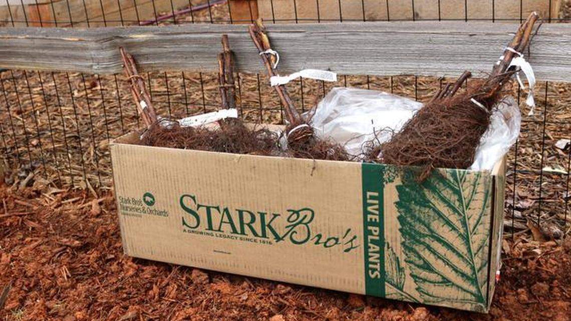 ATHOME-GARDENER-EDIBLES MCT