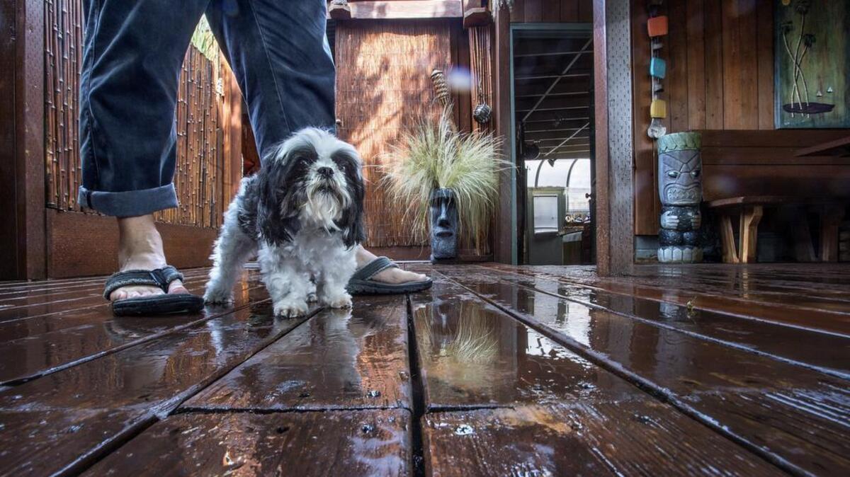 
Rustic decking, statuary and bamboo make for a laid back scene for artist Terry Rishel and his dog Freddy.
