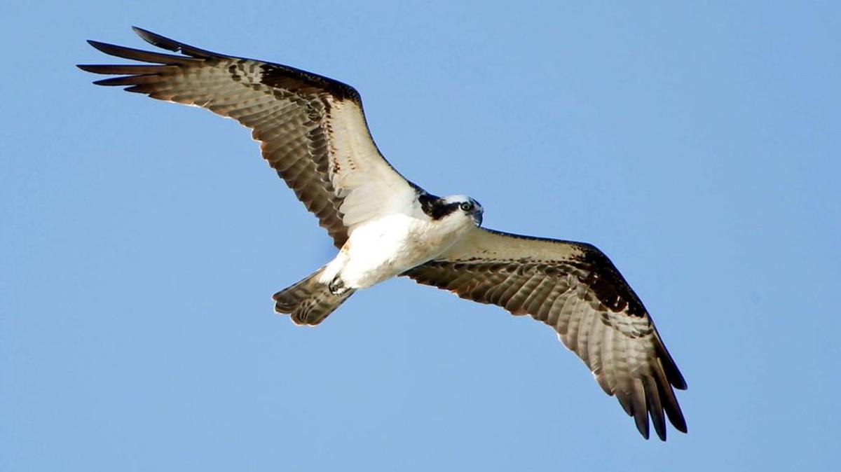 When eagles or osprey are calling overhead it could be communication between members of a pair or it could be a warning to someone they don’t want in their territory.