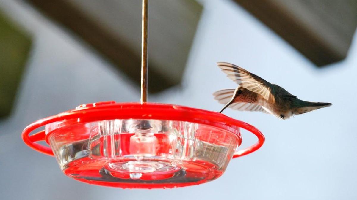To increase your chances of seeing a rufous hummingbird in Central Kentucky, you could leave out your feeder in the colder months.