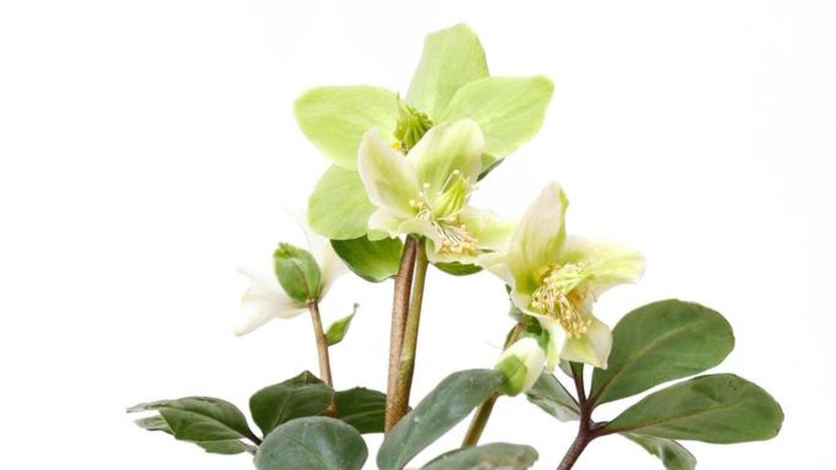 Hellebores are sometimes called the Christmas Rose or the Lenten Rose because of its cup-shaped blooms.