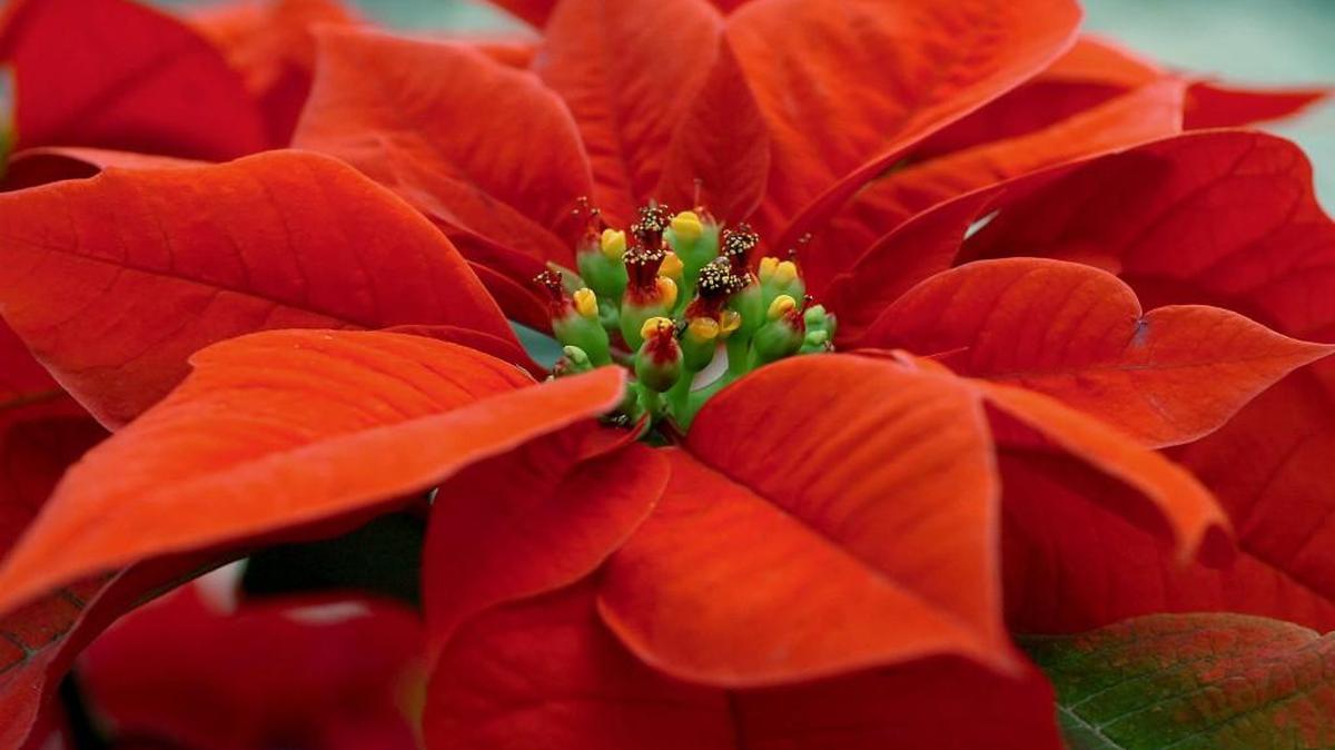 Marianne Binetti sends Christmas greetings to her readers.