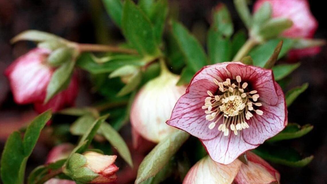 It’s winter, but there’s gardening to be done, including transplanting that hellebore