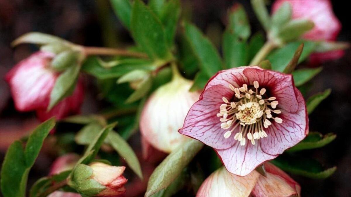 Hellebores are growing in popularity because they take up less space and can be planted in the garden after a few weeks indoors.