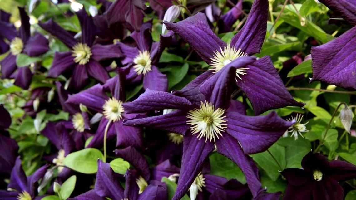 Are you a gambling gardener? If so, here are the plants you can start placing in your yard