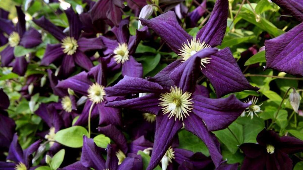 Do not prune or fertilizer clematis that is in flower or just budding out