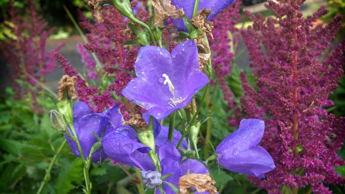 Campanula flowers bloom at the governor’s mansion in Olympia in 2014.